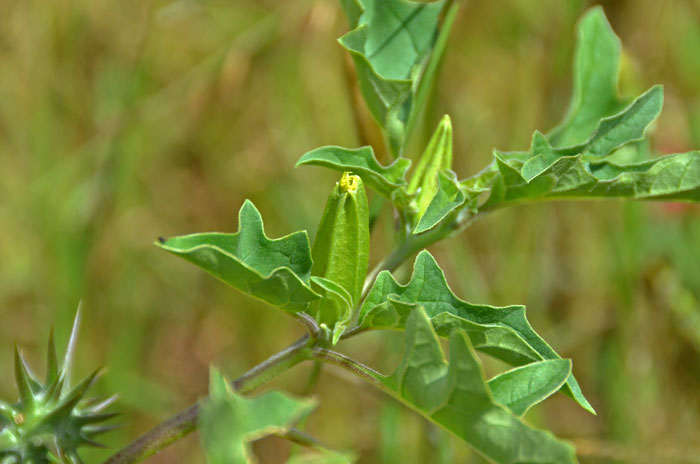 Chinese Thorn-apple is an annual species with dramatic foliage with dark green often pinnately compound leaves. Datura quercifolia